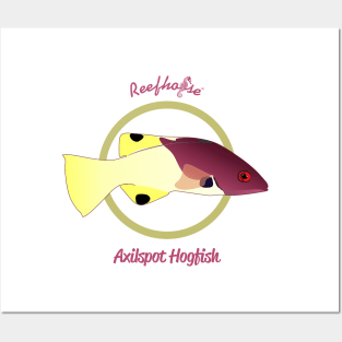 Axilspot Hogfish Posters and Art